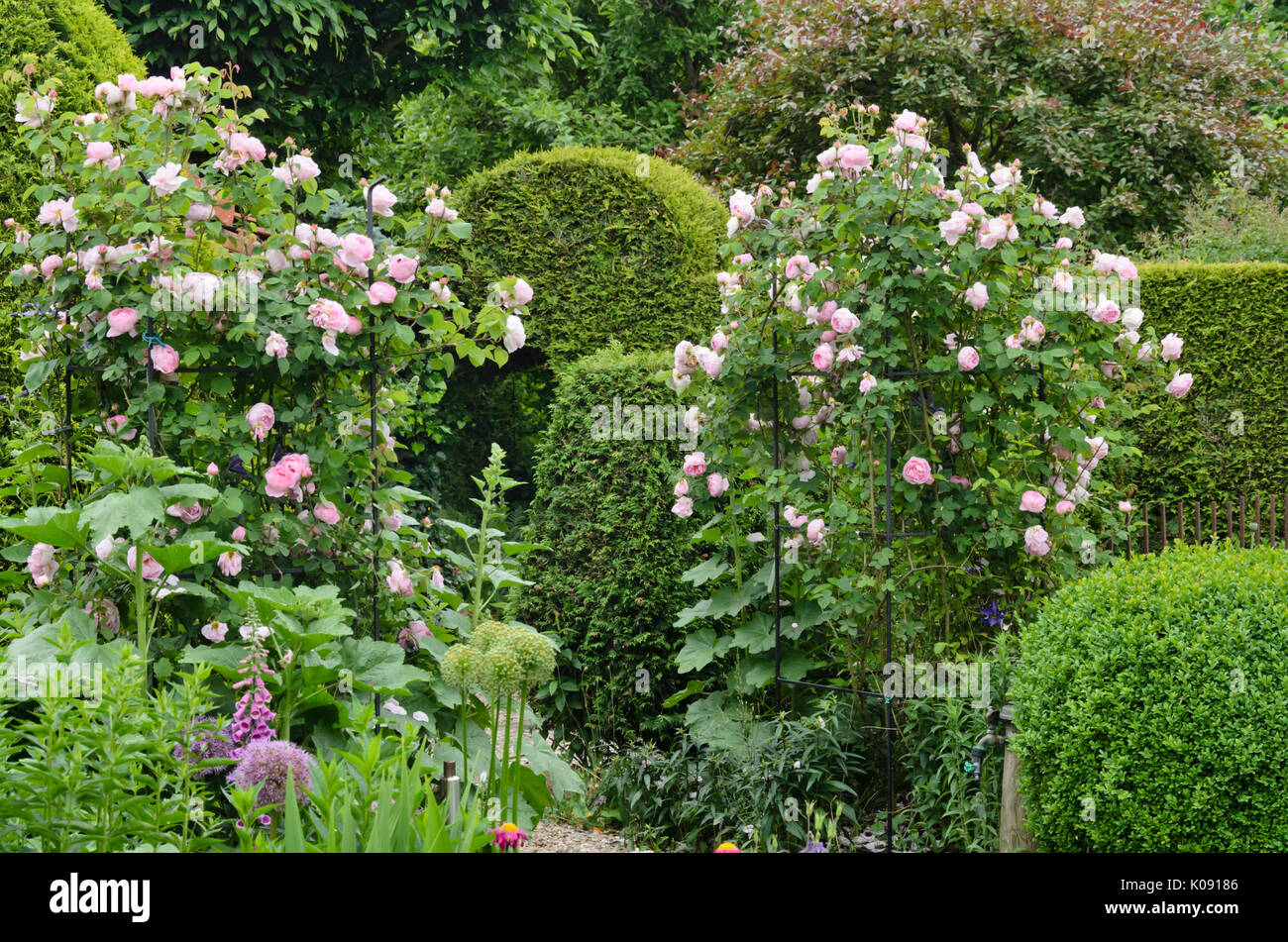 Rosa inglese (rosa Constance Spry). design: marianne e detlef lüdke Foto Stock