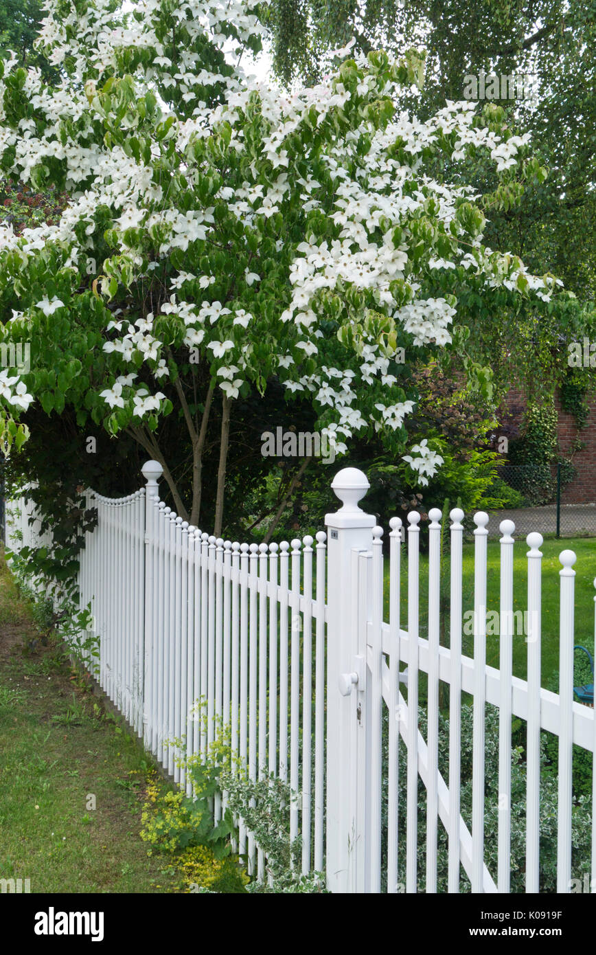 Giapponese sanguinello (cornus kousa) Foto Stock