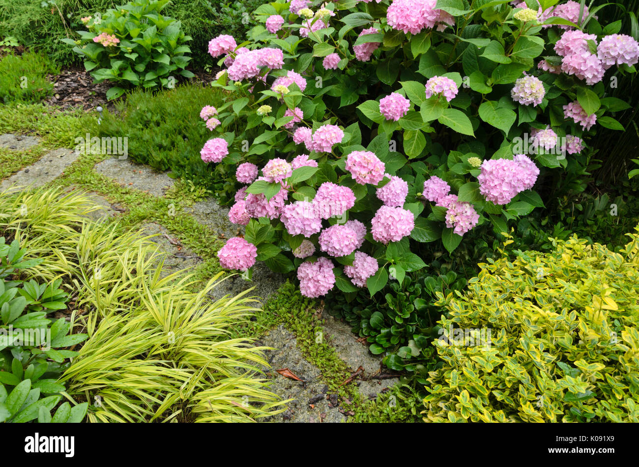 Big-lasciava ortensia (Hydrangea macrophylla) e foresta giapponese erba (hakonechloa macra "aureola") a un percorso di giardino. design: marianne e detlef Foto Stock
