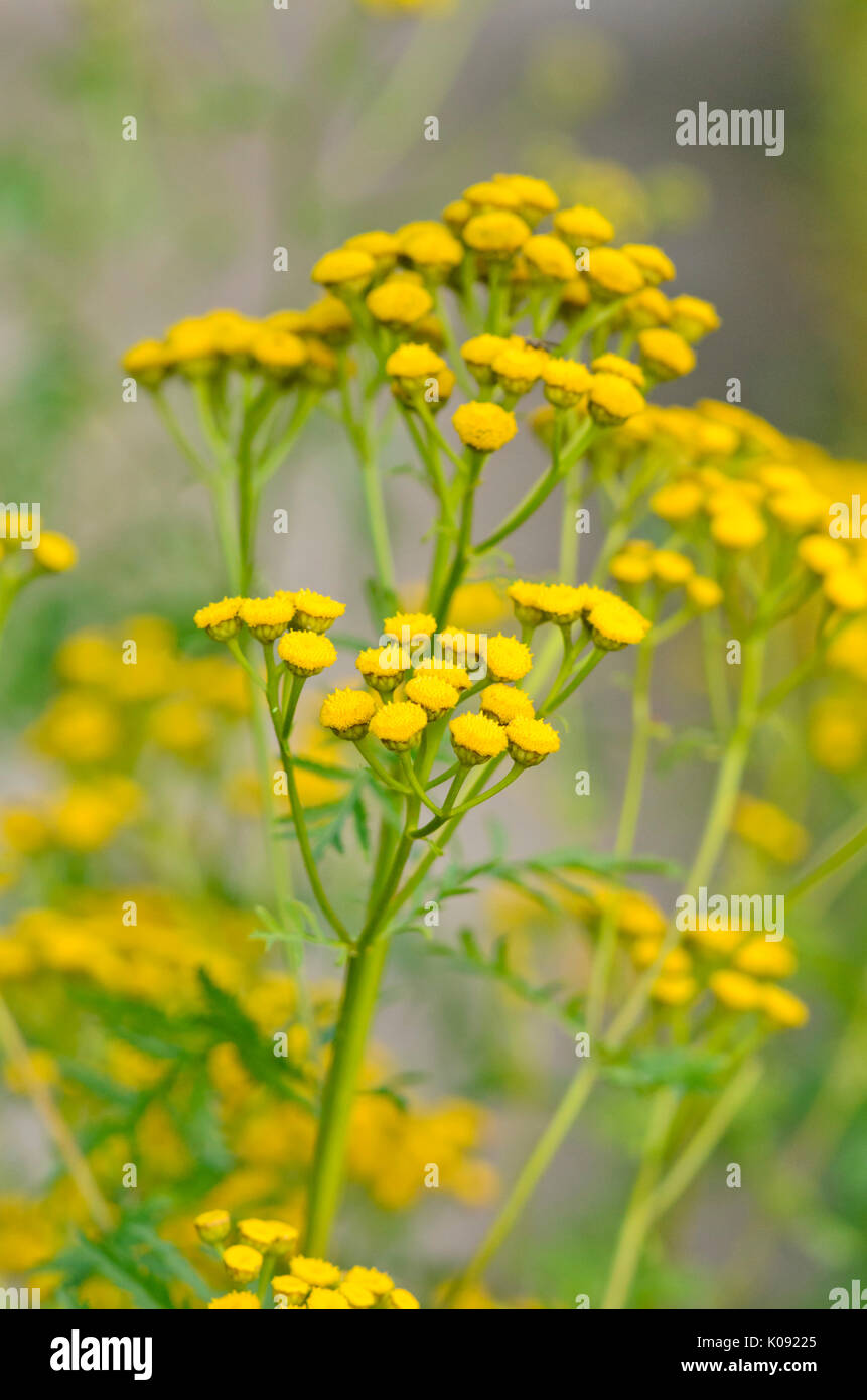 Tansy comune (tanacetum vulgare) Foto Stock