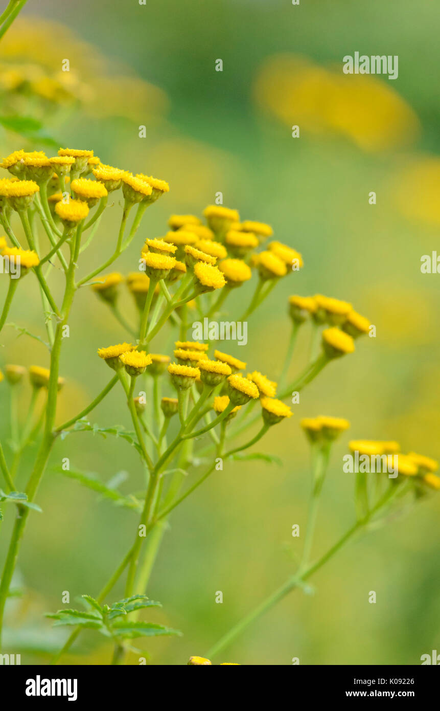 Tansy comune (tanacetum vulgare) Foto Stock