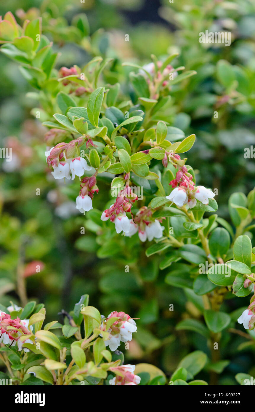 Lingonberry (vaccinium vitis-idaea) Foto Stock