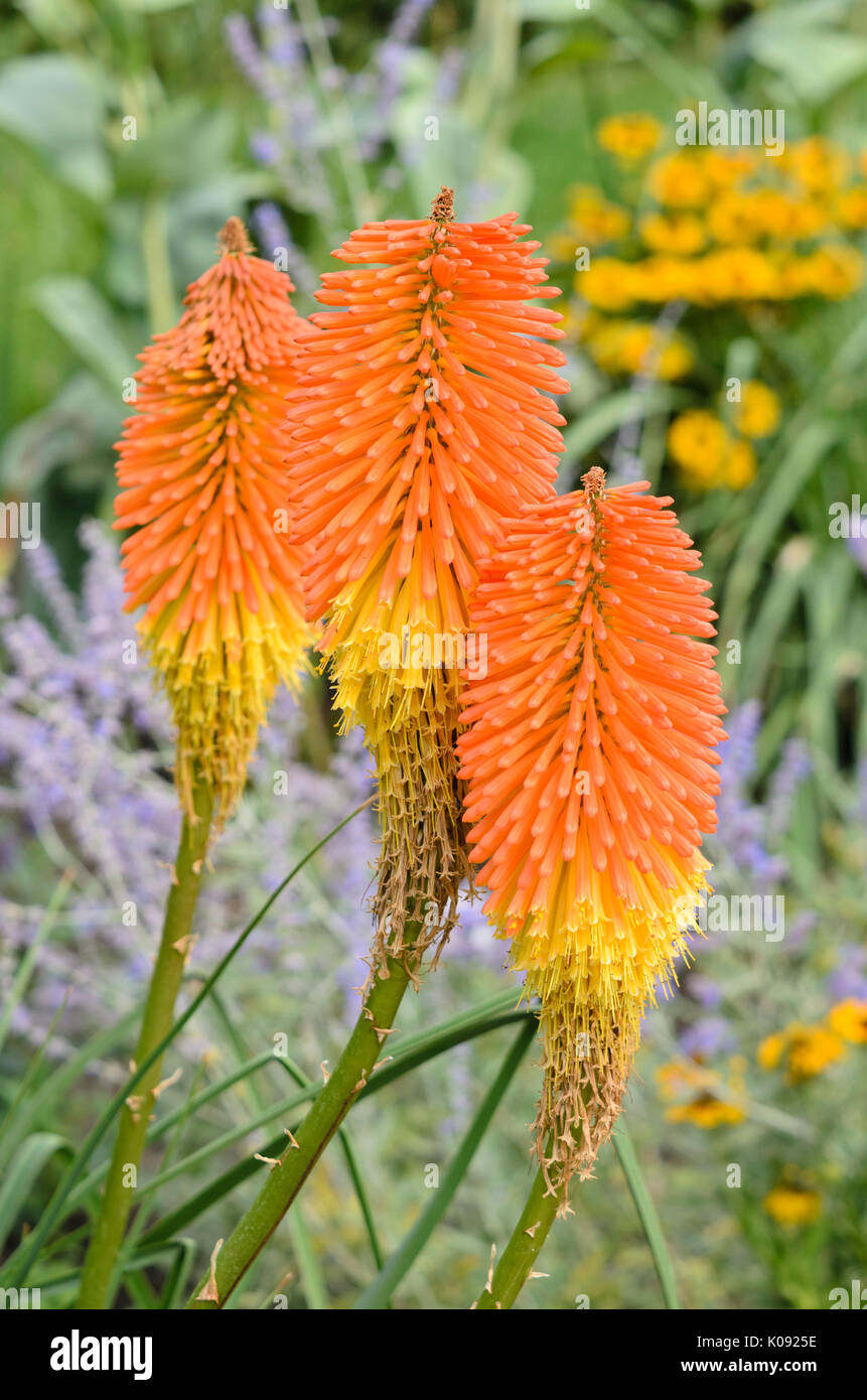 Red Hot poker (kniphofia uvaria 'nobilis') Foto Stock