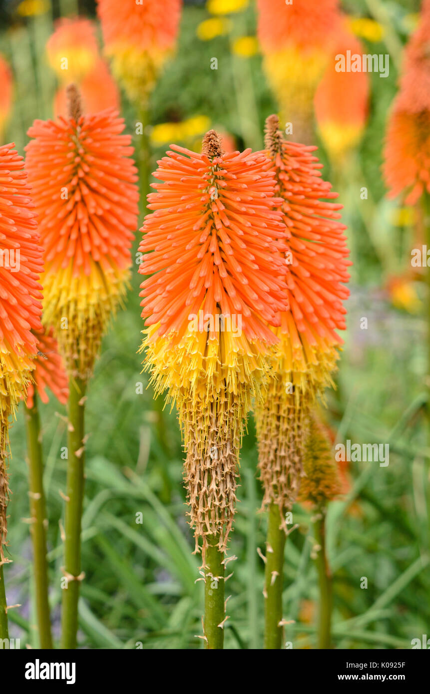 Red Hot poker (kniphofia uvaria 'nobilis') Foto Stock