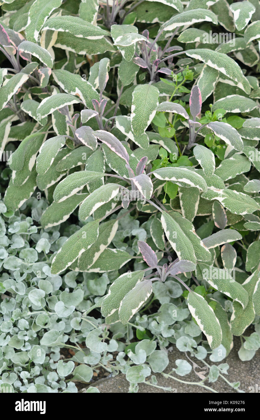 Comune di salvia (Salvia officinalis 'rotmühle') Foto Stock