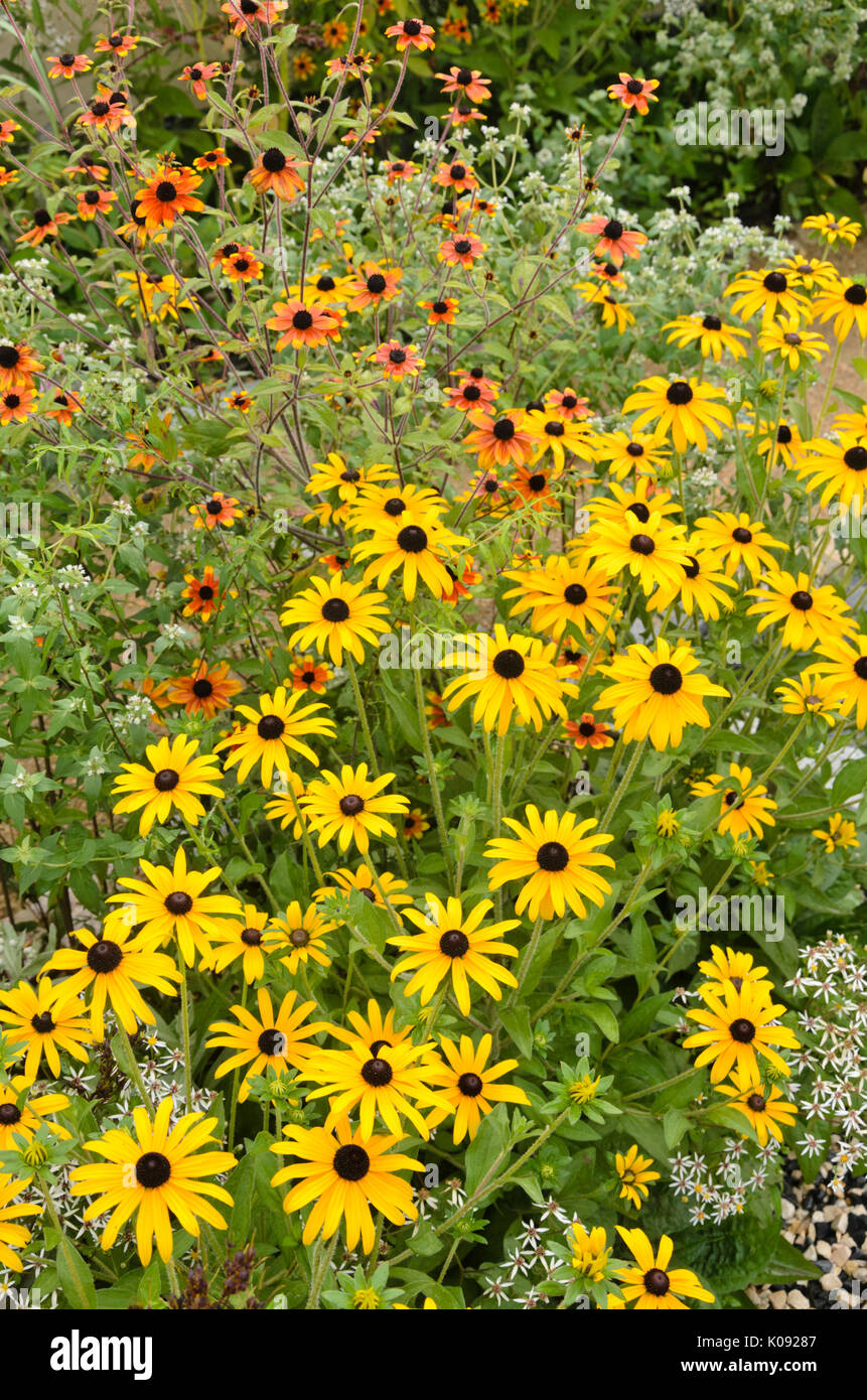 Cono arancione fiore (rudbeckia fulgida) e marrone-eyed susan (rudbeckia triloba "prairie glow") Foto Stock