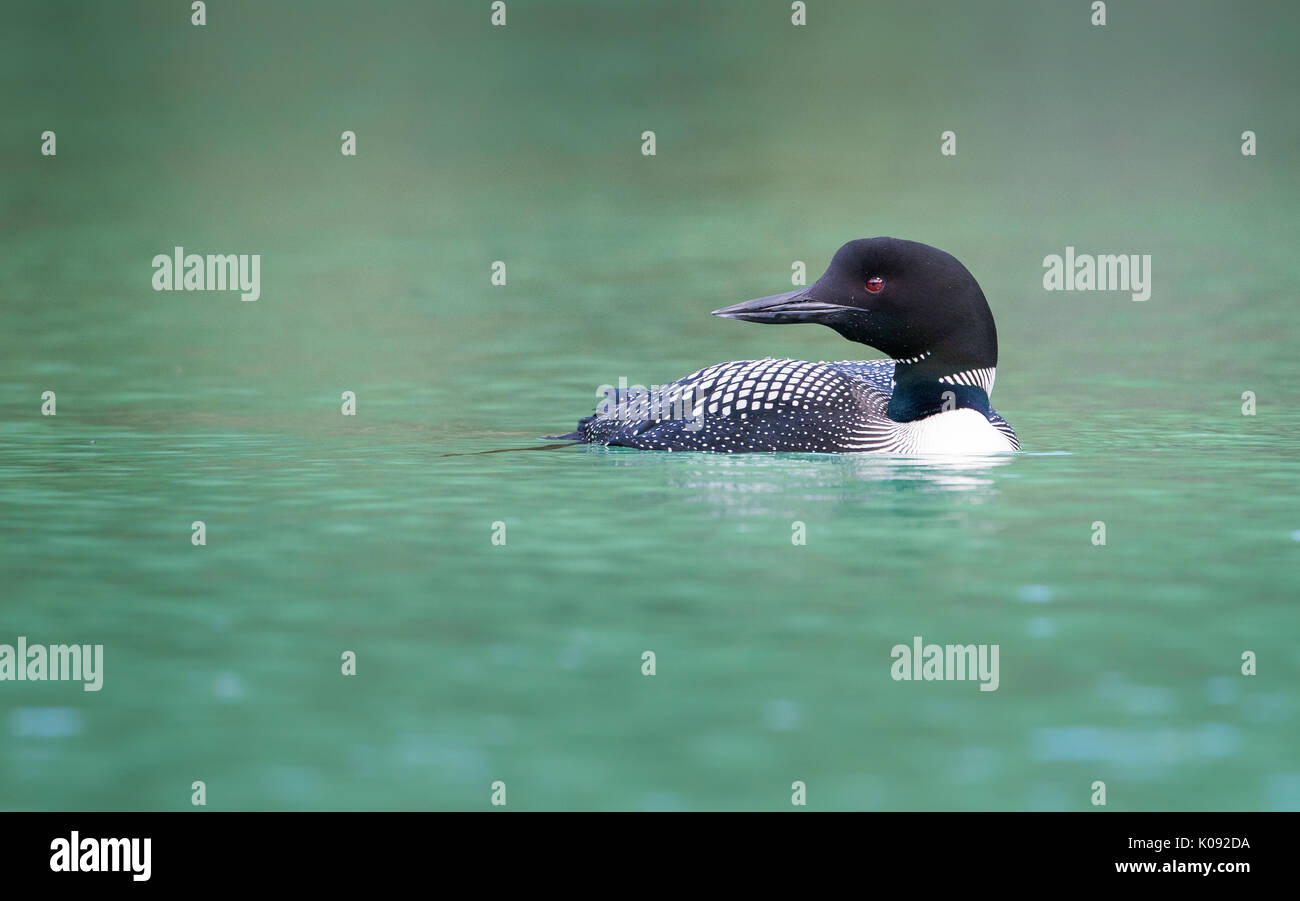 Loon canadese Foto Stock