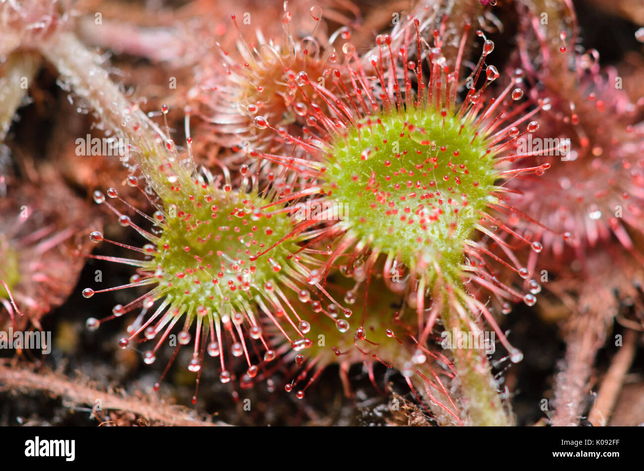 Round-lasciava sundew (drosera rotundifolia) Foto Stock