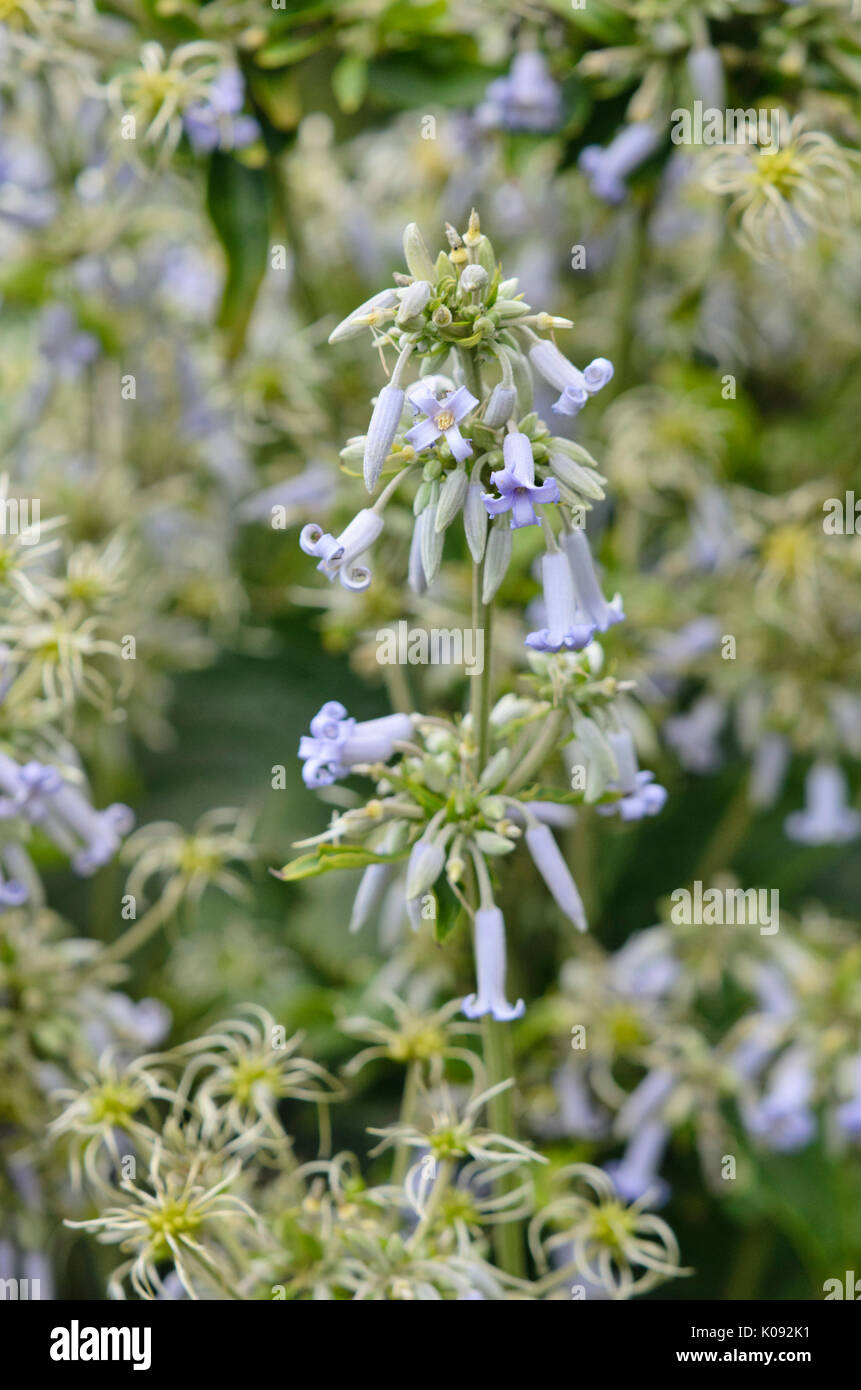 Clematis (Clematis heracleifolia) Foto Stock