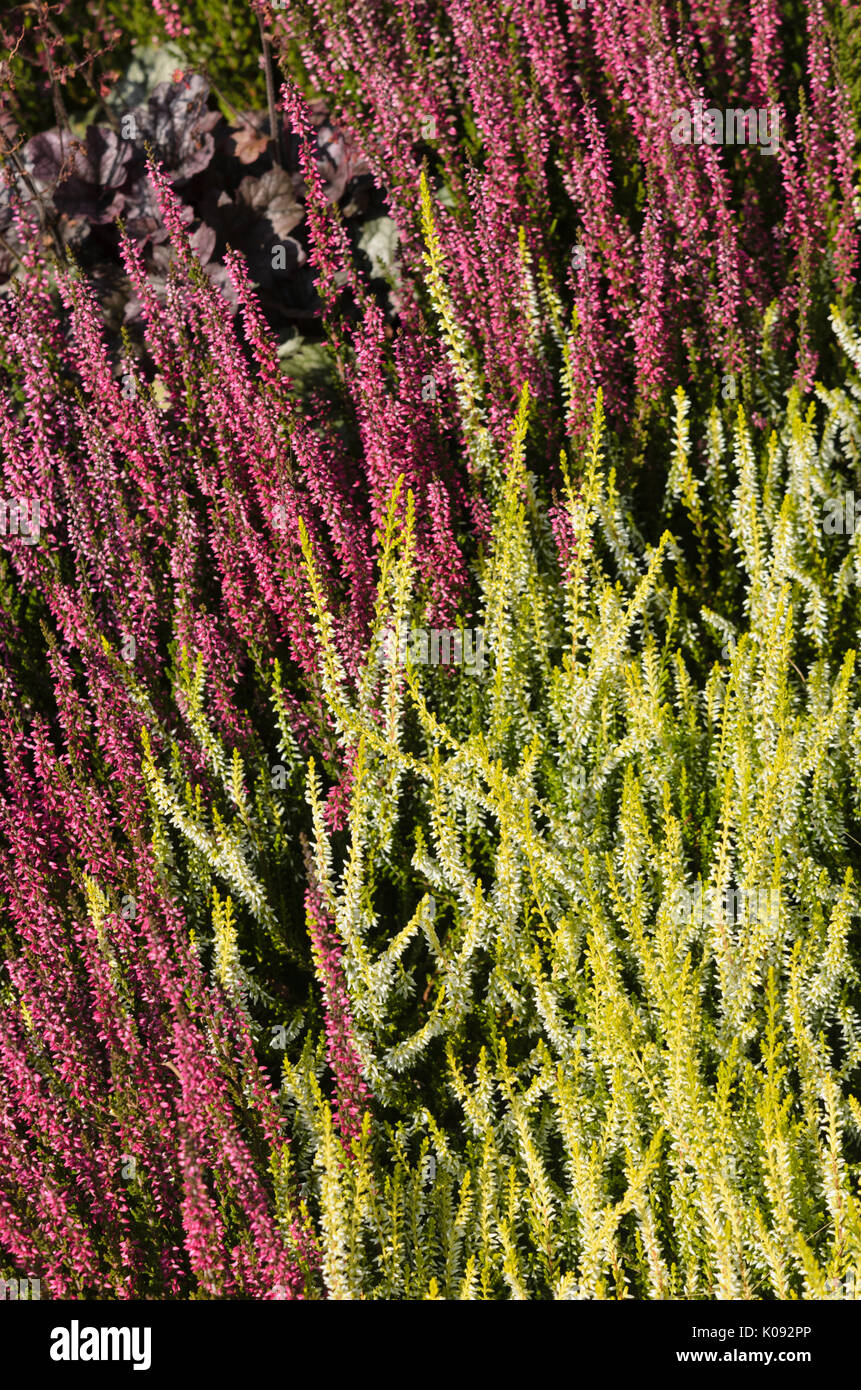 Comune di heather (Calluna vulgaris 'giardino ragazze sandy' e Calluna vulgaris "rote schlesierperle') Foto Stock