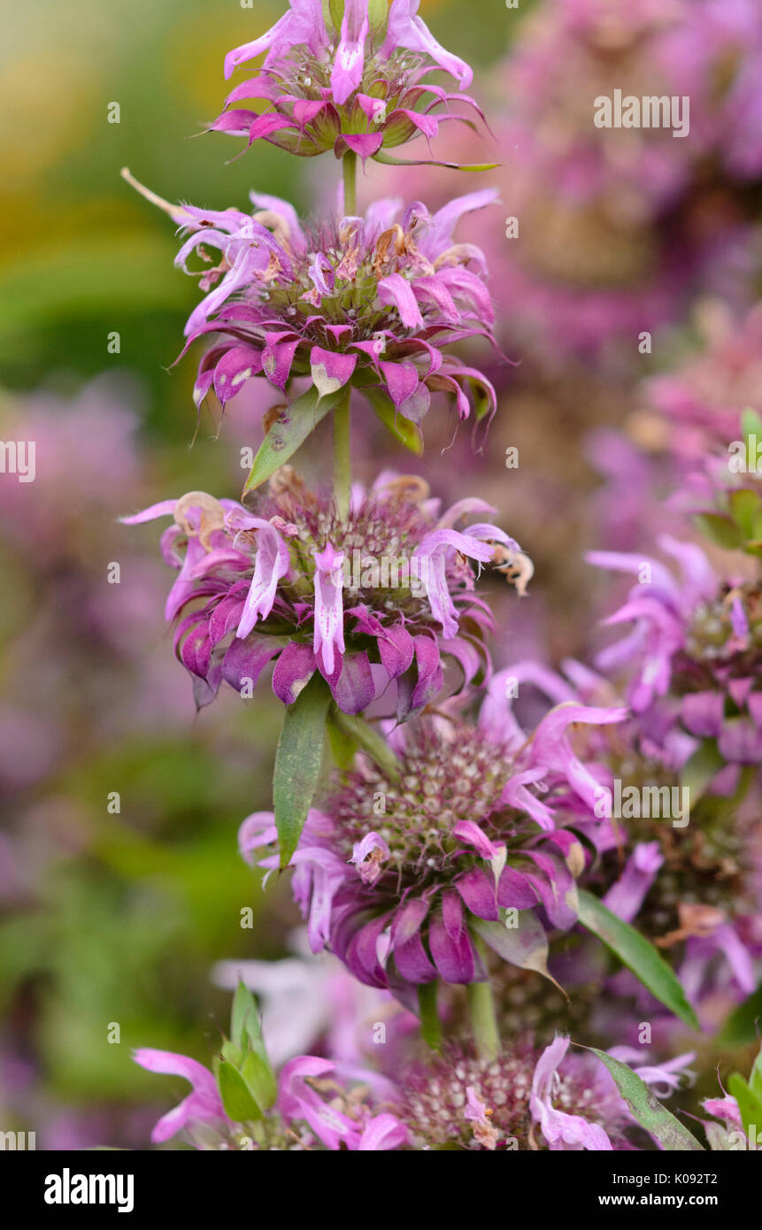 Limone bee balm (monarda citriodora) Foto Stock