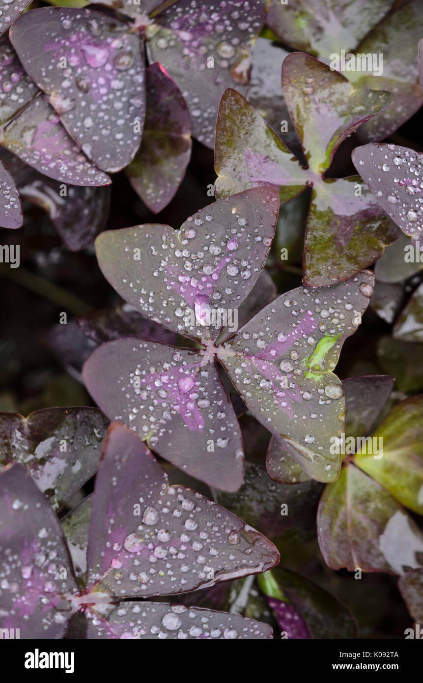 Viola threeleaf shamrock (oxalis triangularis) Foto Stock