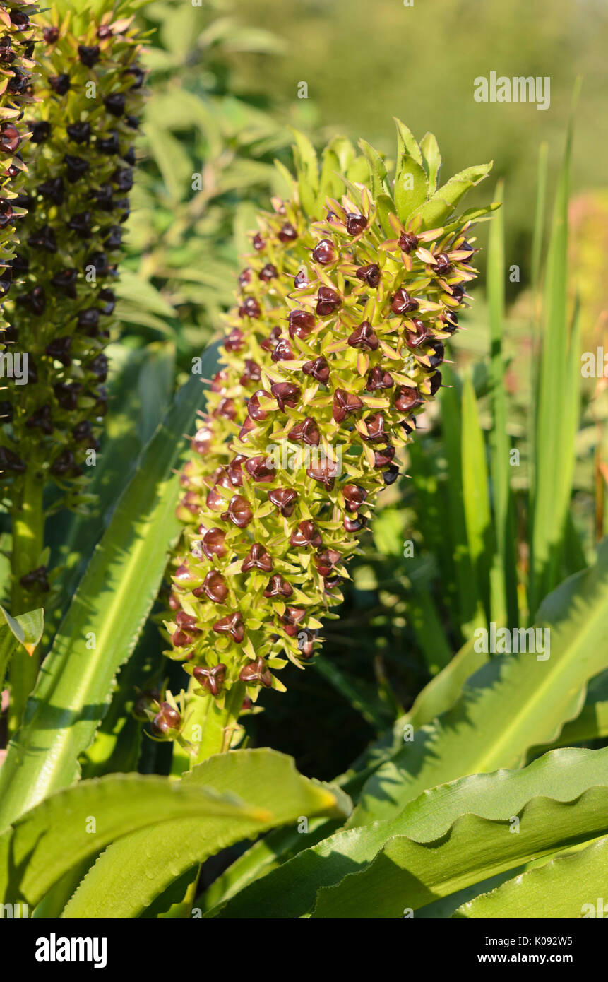 Fiore di ananas (eucomis comosa) Foto Stock