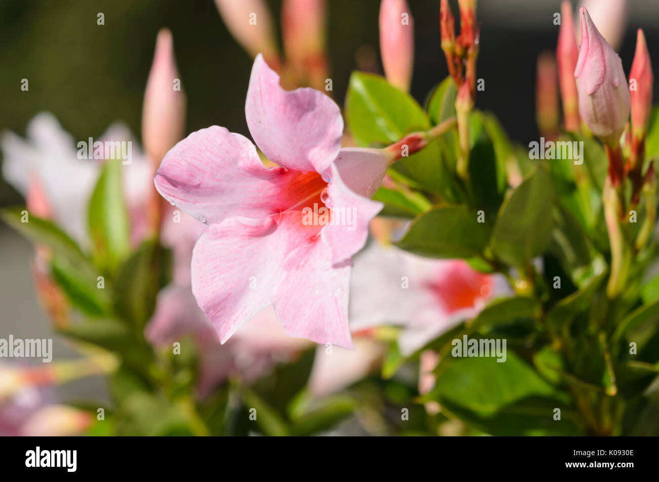 Gelsomino brasiliano (mandevilla sanderi 'sundaville crema rosa' syn. dipladenia sanderi 'sundaville crema rosa') Foto Stock