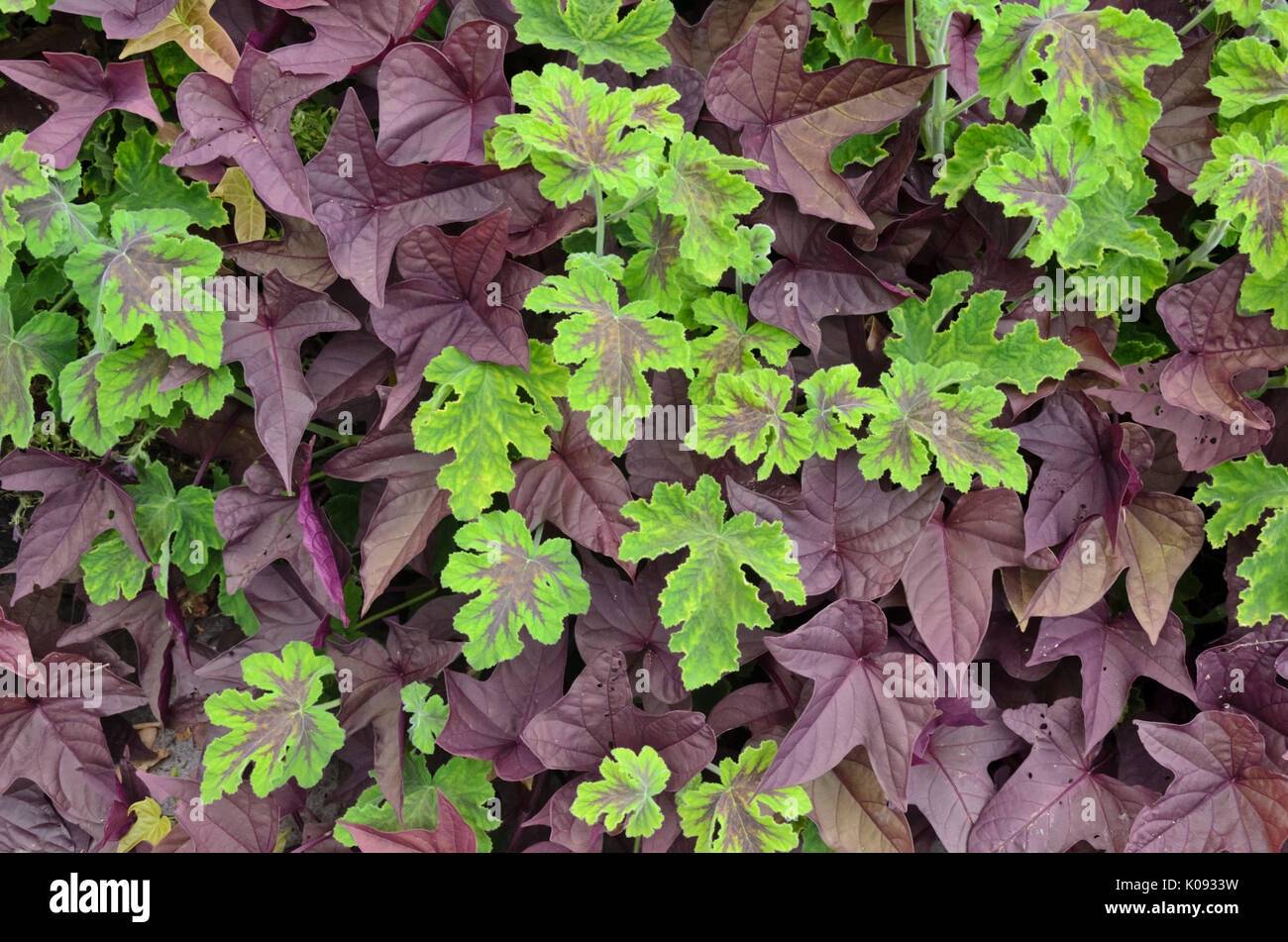 Pelargonium profumati (pelargonium cioccolato menta piperita) e la patata dolce (Ipomoea batatas) Foto Stock