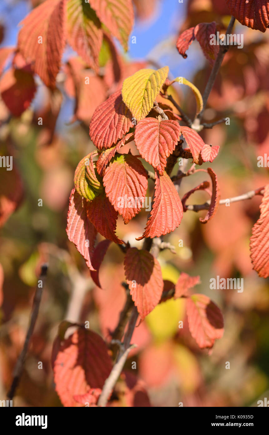 Snowball giapponese (viburnum plicatum 'mariesii') Foto Stock