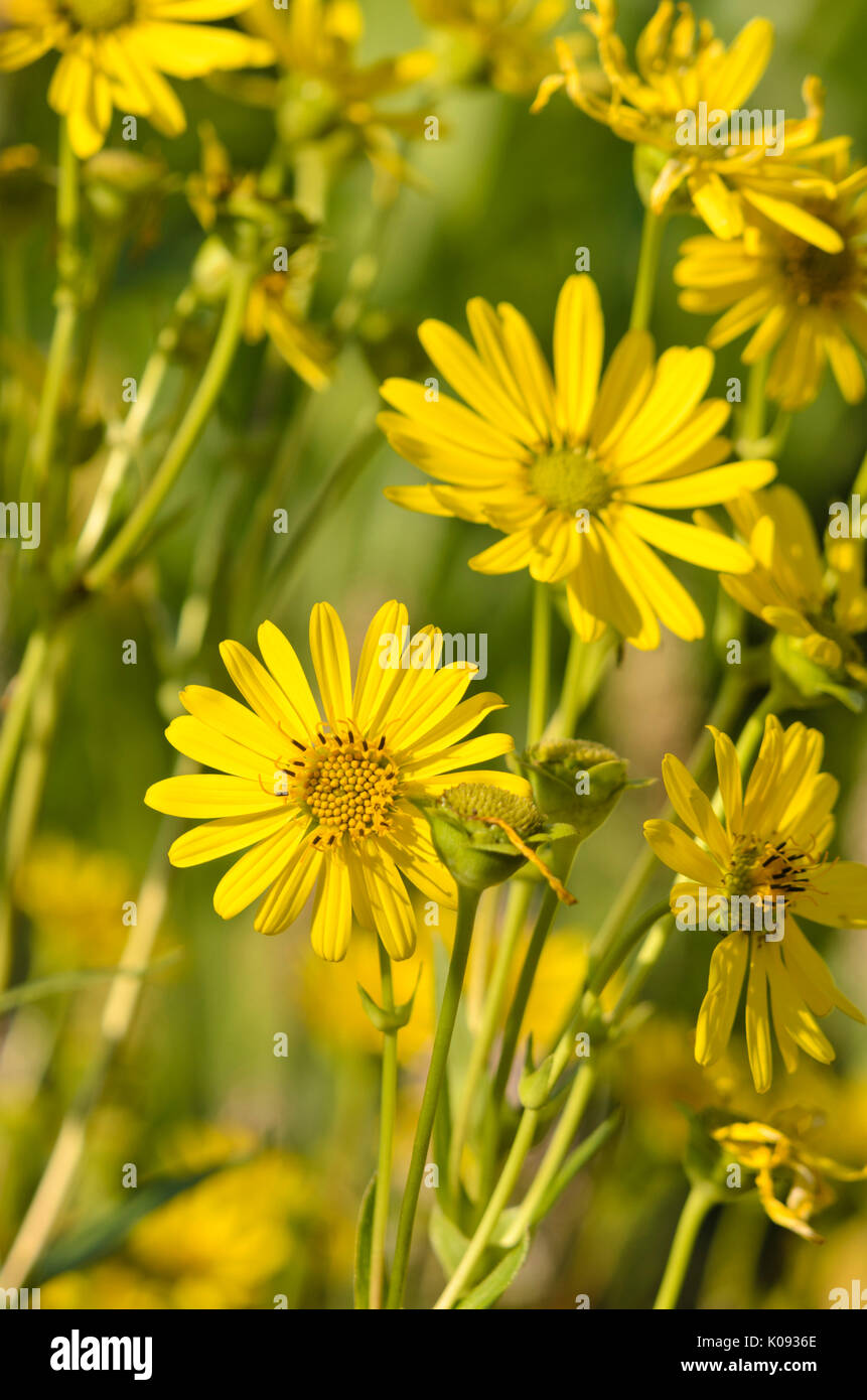 Tazza di impianto (silphium perfoliatum) Foto Stock