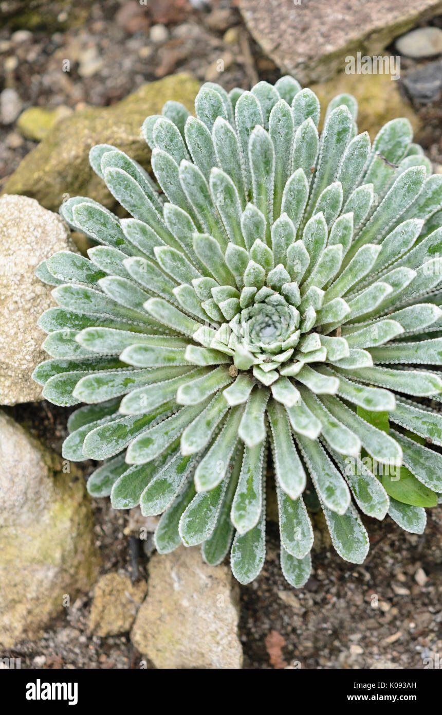 Sassifraga (saxifraga longifolia) Foto Stock