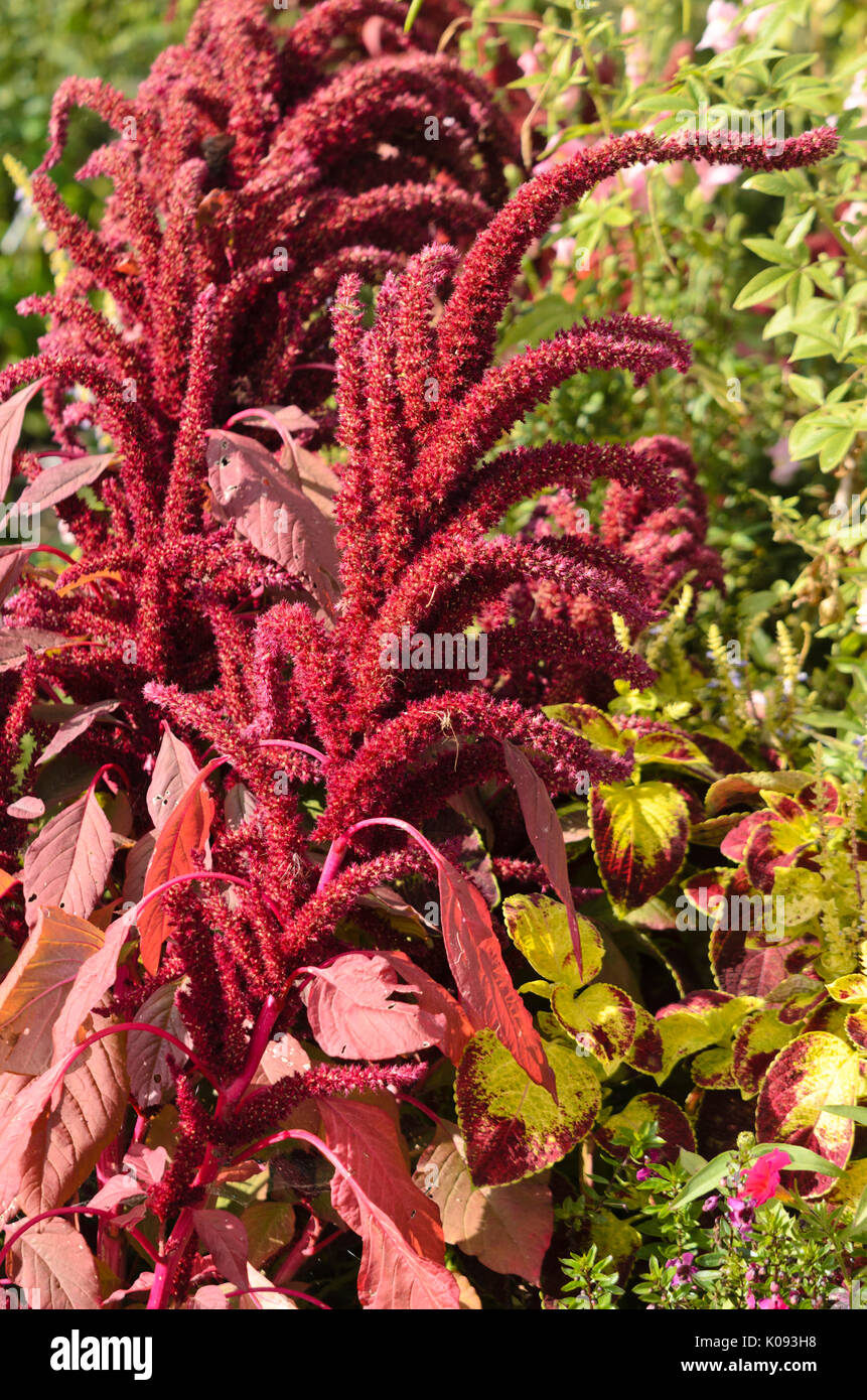 Amaranto Rosso (amaranthus cruentus 'oeschberg') Foto Stock