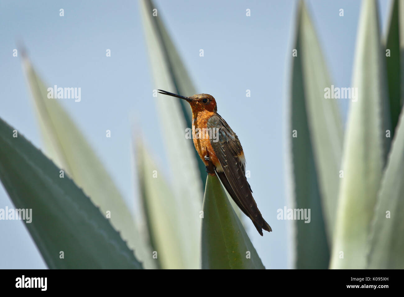 Hummingbird gigante (Patagona gigas peruviana) su impianto Foto Stock
