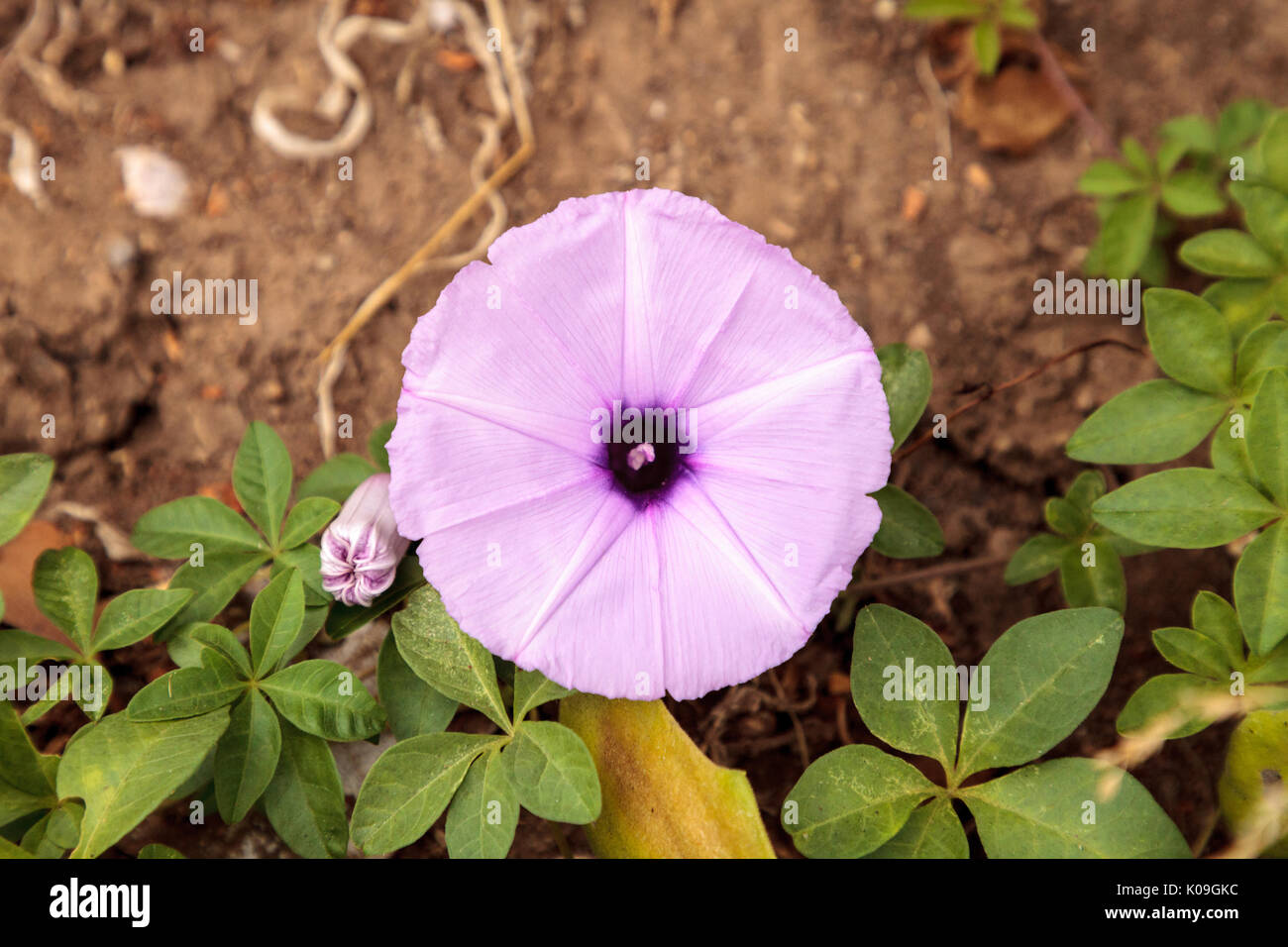 Viola gloria di mattina flower Ipomoea purpurea su un vitigno nella California del Sud Foto Stock