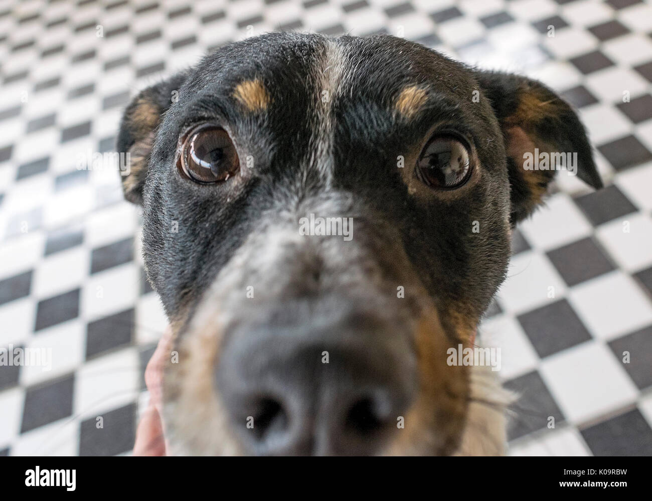 Giocoso dog face, bianco nero e marrone con naso vicino alla lente della fotocamera, la messa a fuoco sulla faccia, closeup, con piastrelle nere e bianche, sfondo Foto Stock
