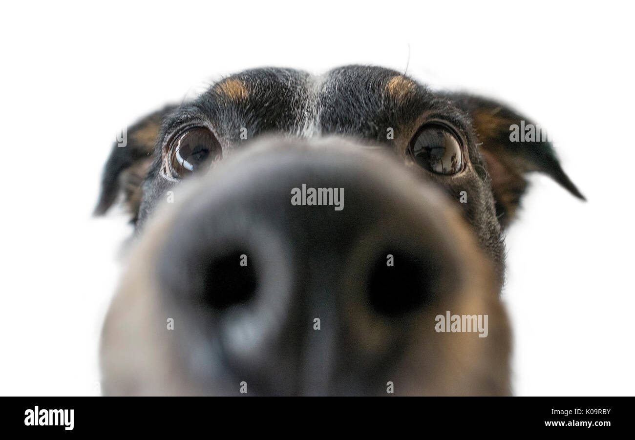 Giocoso dog face, bianco nero e marrone con naso vicino alla lente della fotocamera, la messa a fuoco sulla faccia, closeup, isolato puro su sfondo bianco Foto Stock