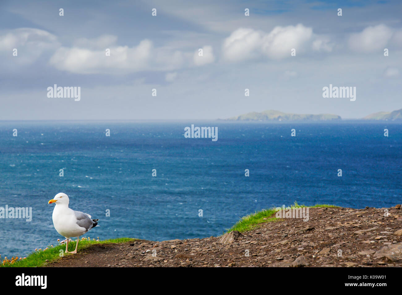 Un Gabbiano si trova in cima a una scogliera lungo la costa irlandese Foto Stock