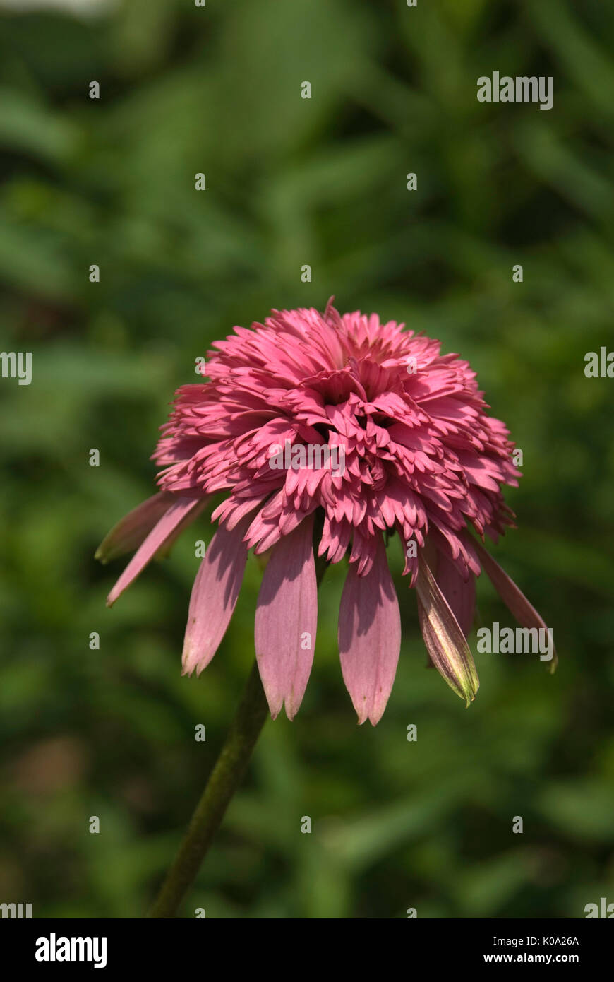 Echinacea Razzmatazz Foto Stock