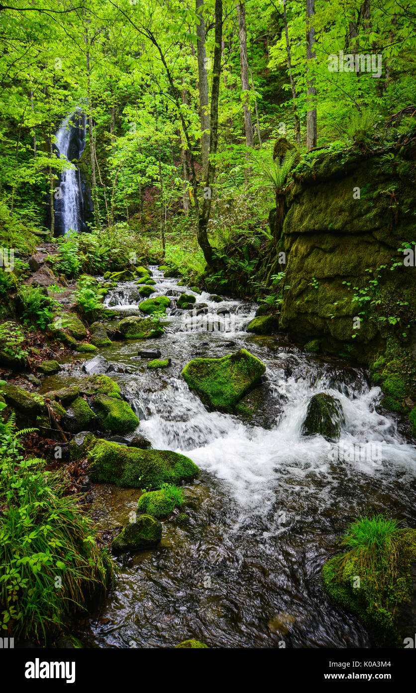 Flusso con cascate all'Oirase Gorge a Aomori, nel nord del Giappone. Il flusso Oirase drena dal lago Towada verso il basso di una delicata sfumatura di 200m a Yakey Foto Stock