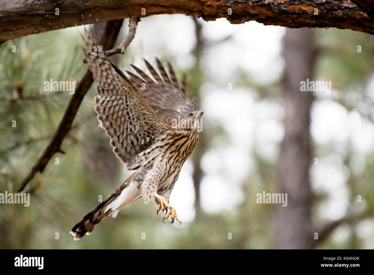 Cooper's hawk di prendere il volo. Flagstaff in Arizona, Stati Uniti d'America. Foto Stock