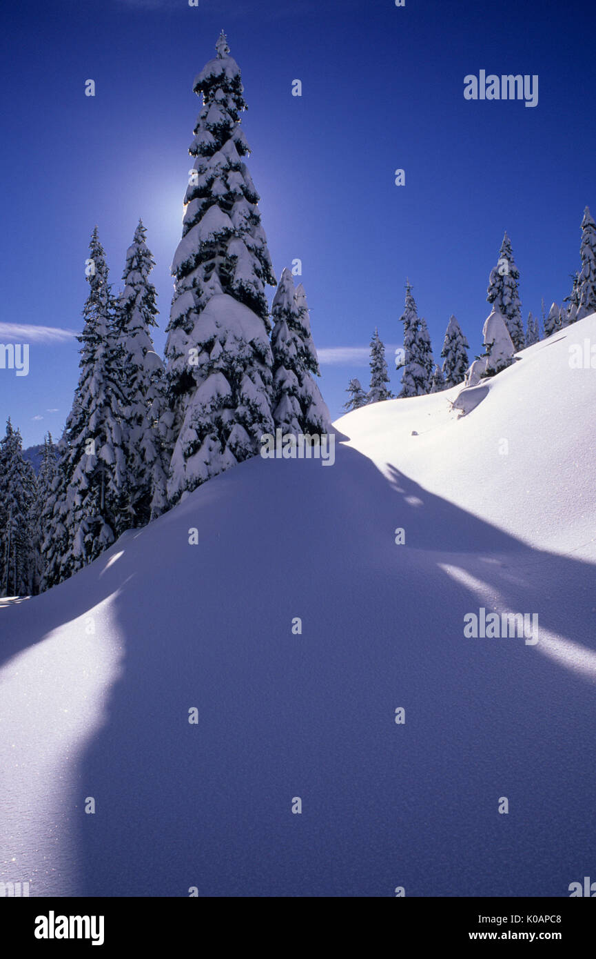 Inverno foresta, Mt Jefferson deserto, Willamette National Forest, Oregon Foto Stock