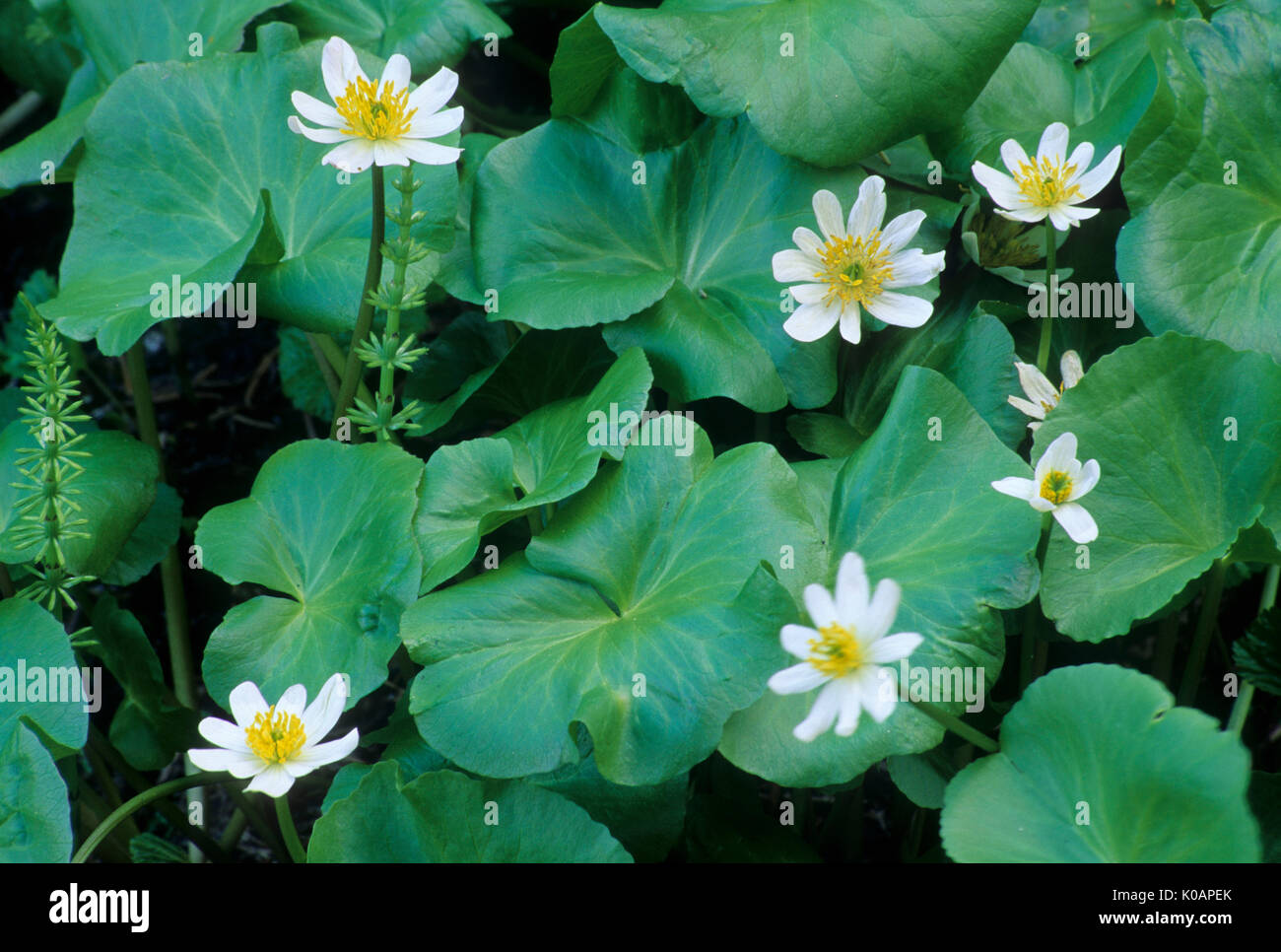 Caccia Cove prato di American globe flower, Mt Jefferson deserto, Willamette National Forest, Oregon Foto Stock