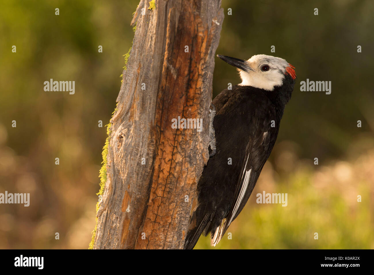 White-headed woodpecker (Picoides albolarvatus) al Lago di Cabina uccello cieco, Deschutes National Forest, Oregon Foto Stock