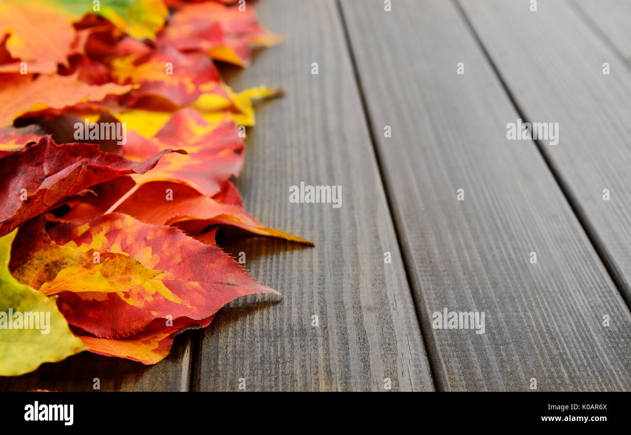 Cadono le foglie rosso giallo sfondo verde Foto Stock