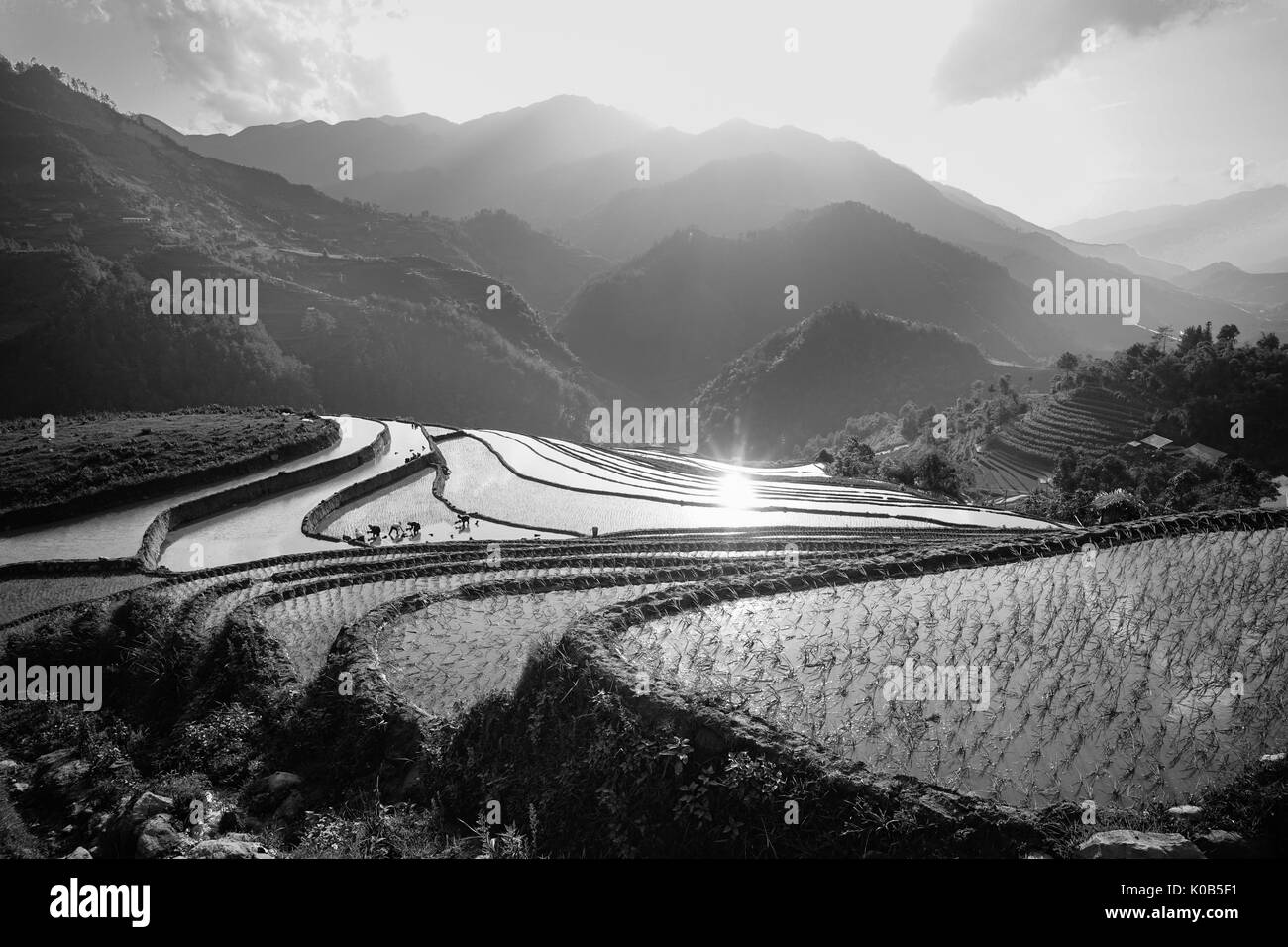 Riso terrazzati campo in giornata soleggiata in Lao Cai, Vietnam. Lao Cai è una provincia montagnosa regione nordoccidentale del Vietnam, la condivisione di 203 km di confine w Foto Stock