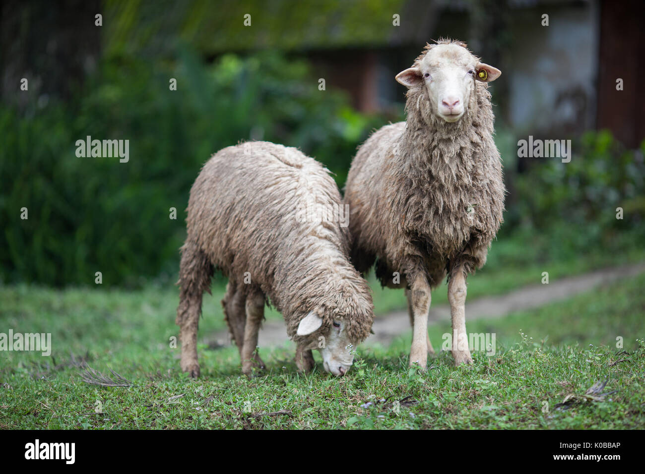 Carino ovini e piccoli agnelli pascolano in una collina. Foto Stock