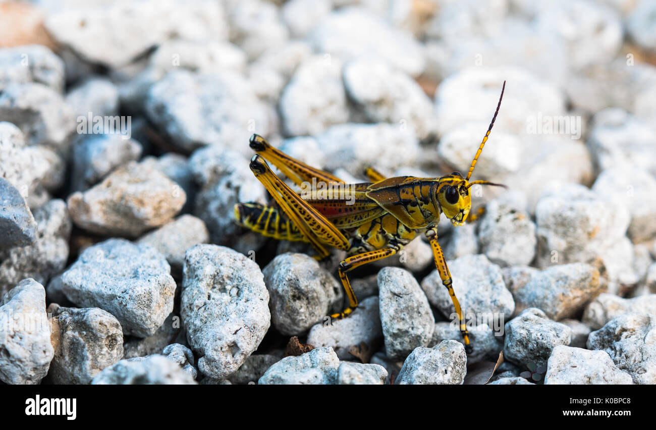 Arancio Florida giant slow moving grasshopper, est della gomma Foto Stock