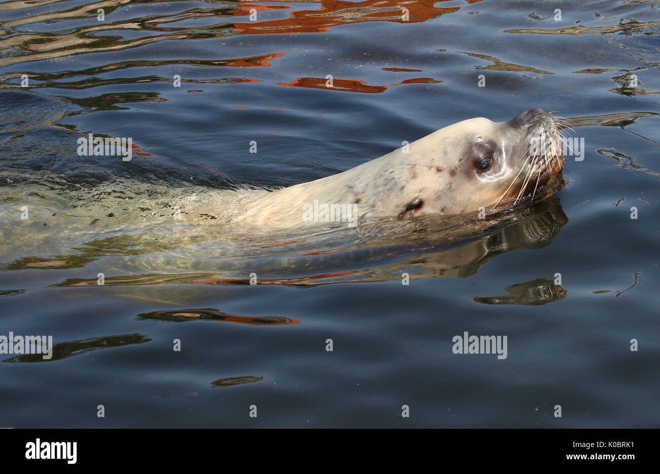 Steller's sea lion o Northern Sea Lion (Eumetopias jubatus), che si trova nel nord dell'Oceano Pacifico. Foto Stock
