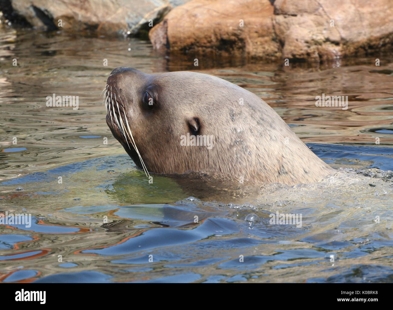 Steller's sea lion o Northern Sea Lion (Eumetopias jubatus), che si trova nel nord dell'Oceano Pacifico. Foto Stock