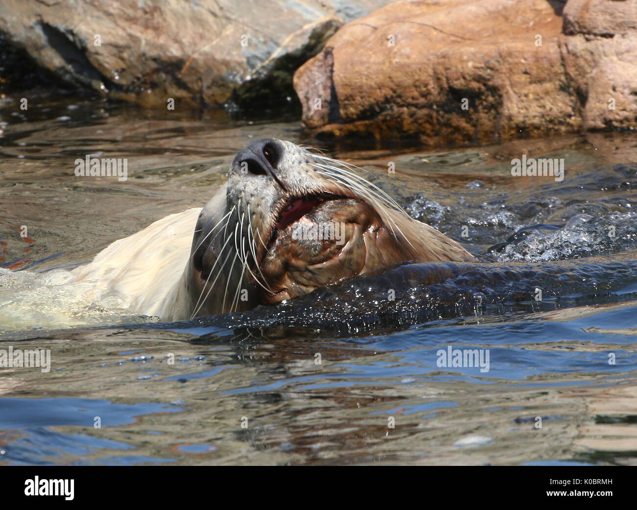 Steller maschio di leone marino o Northern Sea Lion (Eumetopias jubatus), che si trova nel nord dell'Oceano Pacifico. Foto Stock