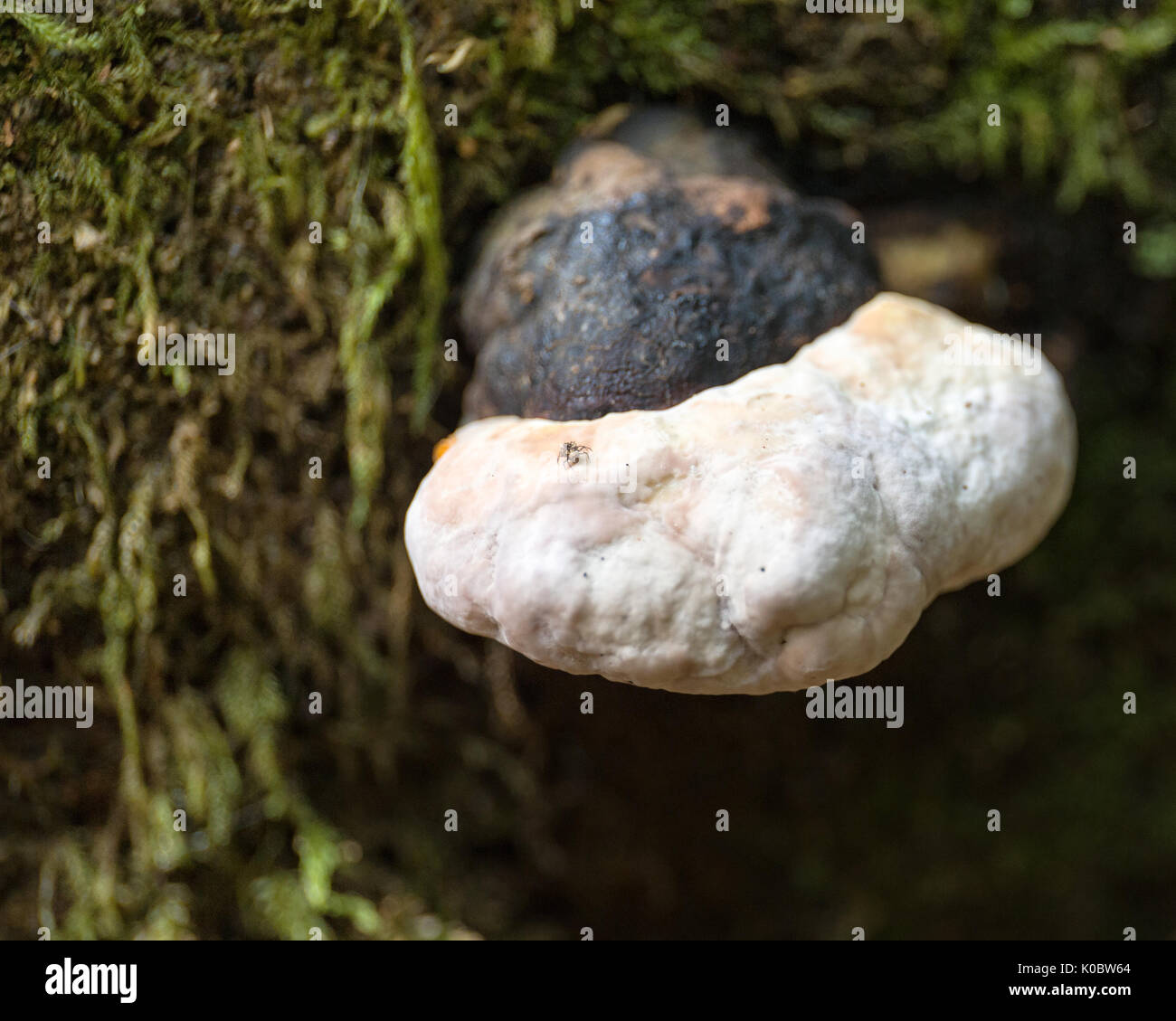 Birch polypore (Piptoporus betulinus) aka staffa di betulla o un rasoio strop crescente sul vecchio albero coperto di moss modello di rilascio: No. Proprietà di rilascio: No. Foto Stock
