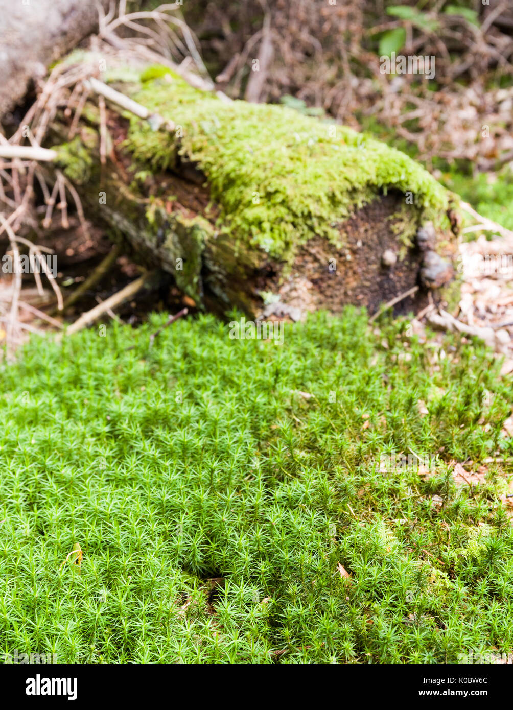 Patch di verde muschio (cellula di briofita) nella parte anteriore del vecchio albero caduto background la coperta di verde muschio modello di rilascio: No. Proprietà di rilascio: No. Foto Stock