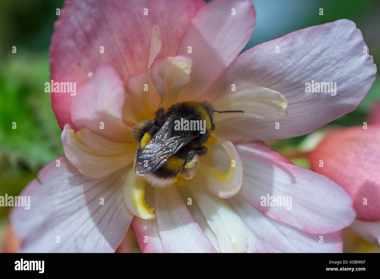 Bee all'interno di Begonia fiore in close up Foto Stock