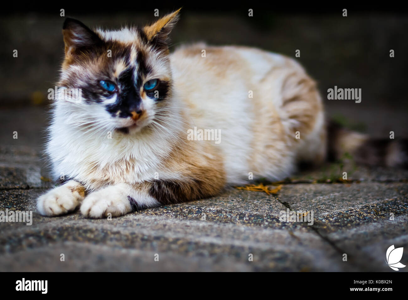 Ritratto del gatto Foto Stock