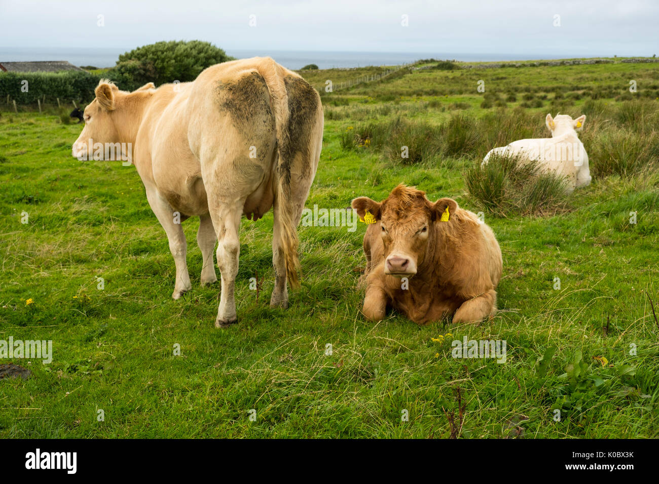 Tag doppia vacche nel campo Foto Stock