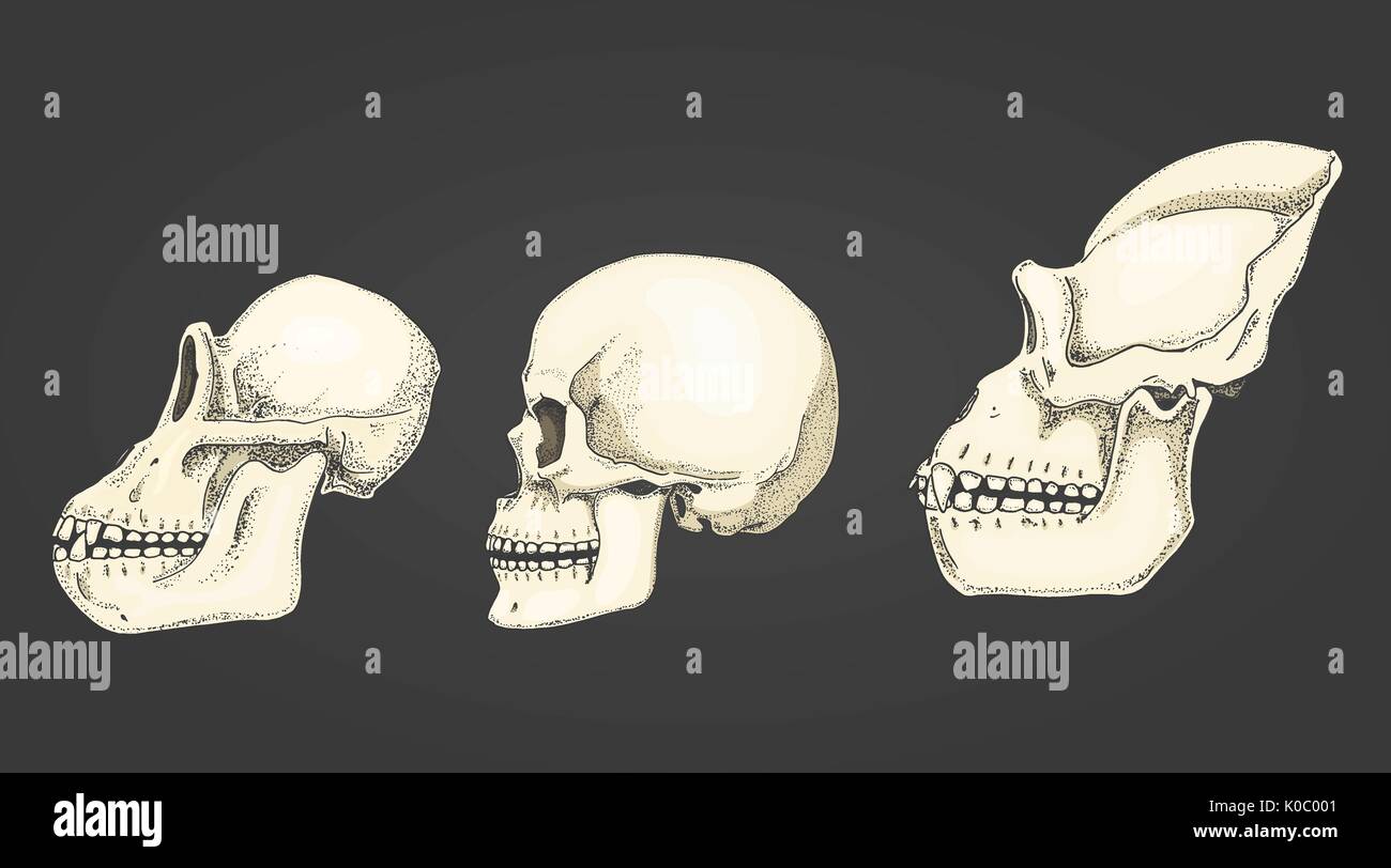 Umani e scimpanzé, gorilla. biologia e anatomia illustrazione. incisi disegnati a mano nel vecchio disegno e stile vintage. monkey cranio o scheletro o ossa silhouette. visualizzare o faccia o profilo. Illustrazione Vettoriale
