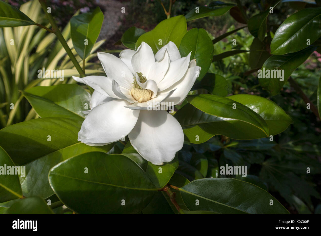 Magnolia grandiflora ferruginea, southern magnolia, in fiore. I fiori sono particolarmente profumato con una fragranza al limone e attirare un sacco di insetti. Foto Stock
