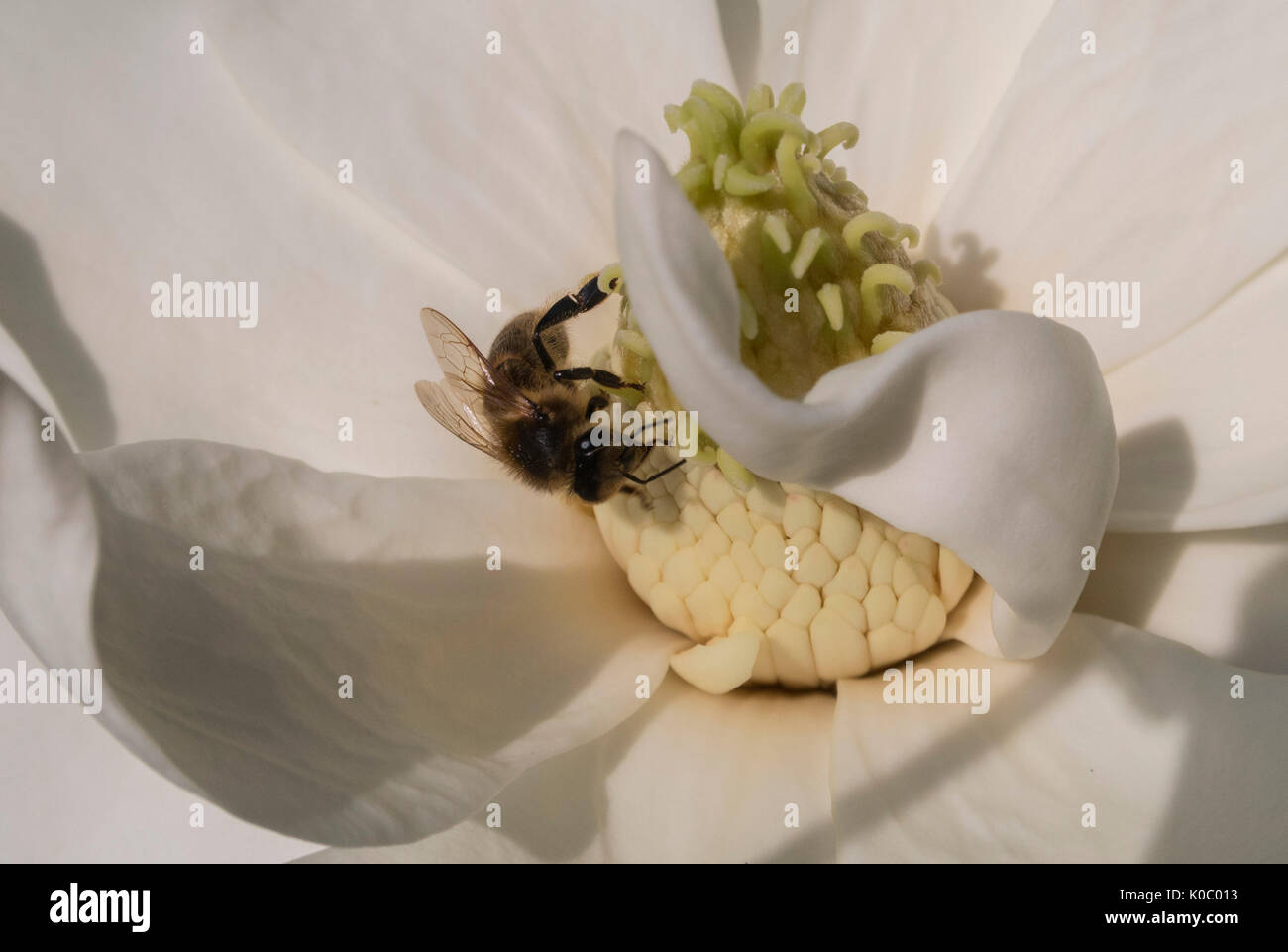 Vespe sui fiori di magnolia grandiflora ferruginea, southern magnolia.Hghly fiori profumati attira gli insetti a causa di un forte profumo di limone Foto Stock