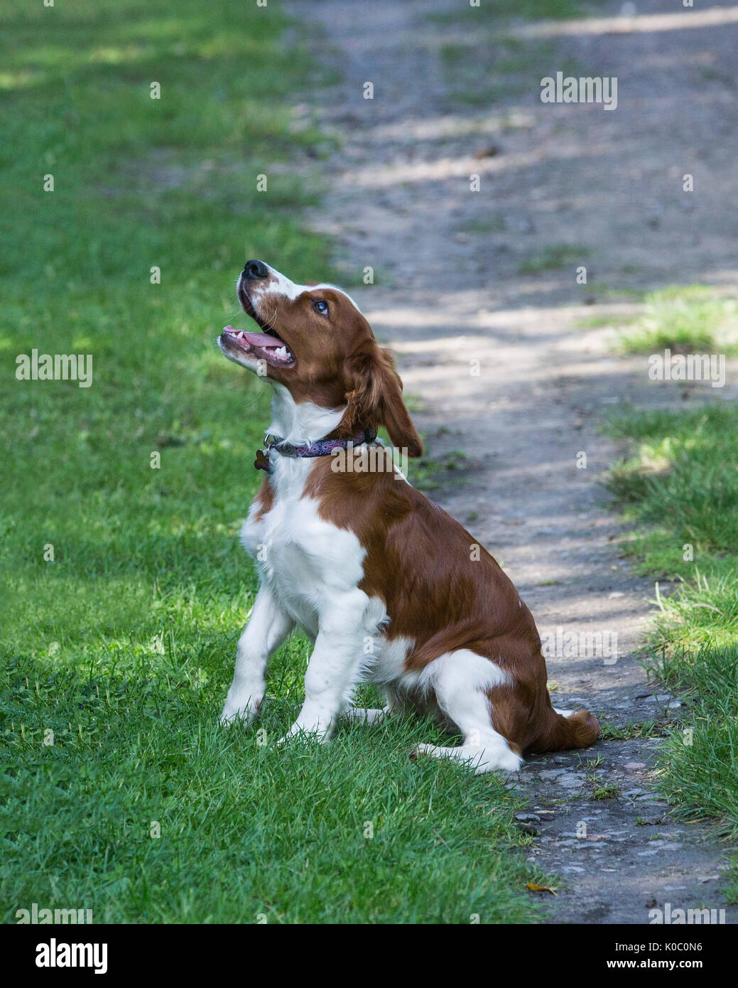 Quattro mesi di età Welsh Springer Spaniel cucciolo seduta sul sentiero Foto Stock